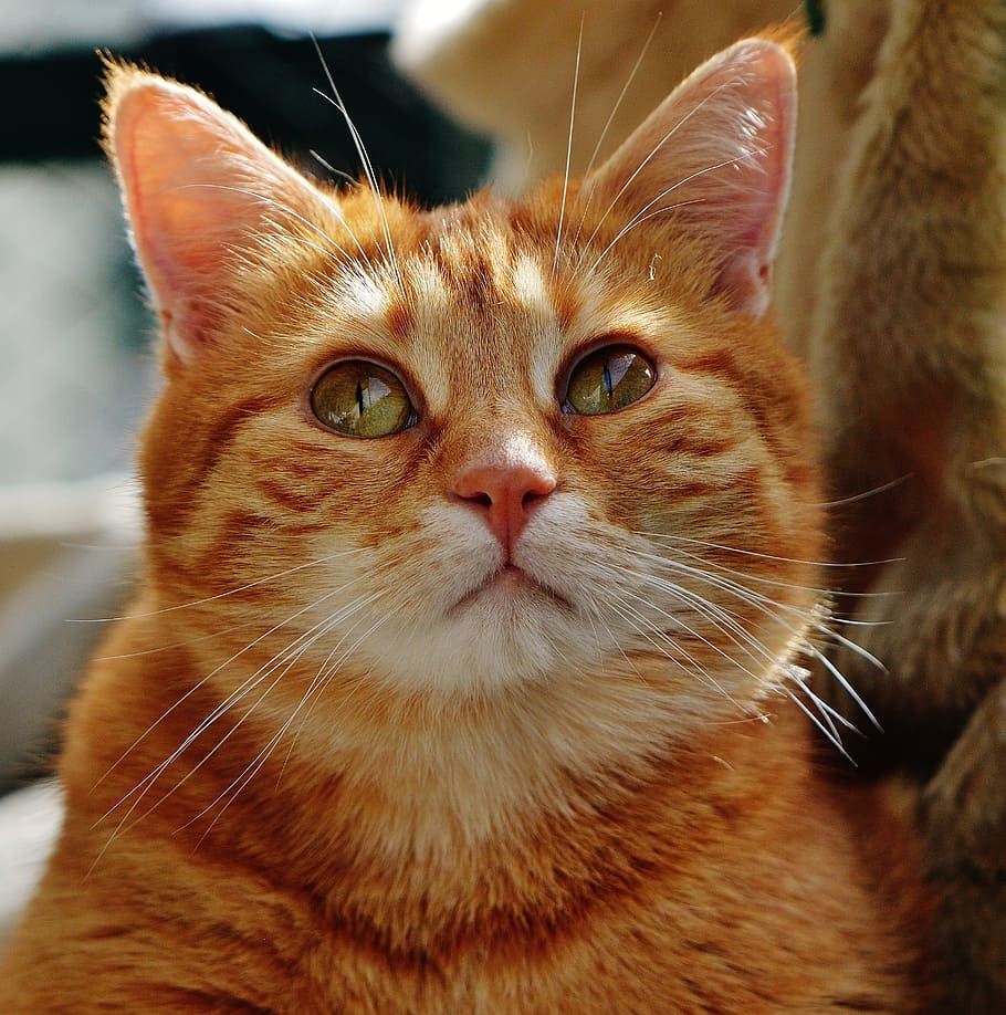orange tabby cat, red, cute, mackerel, tiger, sweet, cuddly HD wallpaper