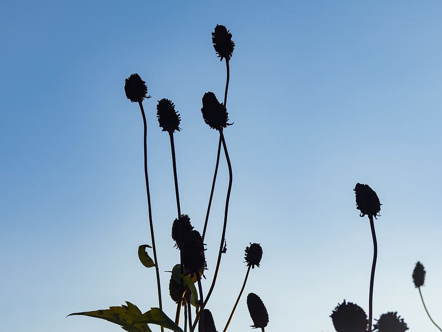 Silhouetted Flowers in Sunset, blue, day, night, sillouette, Leaves HD wallpaper