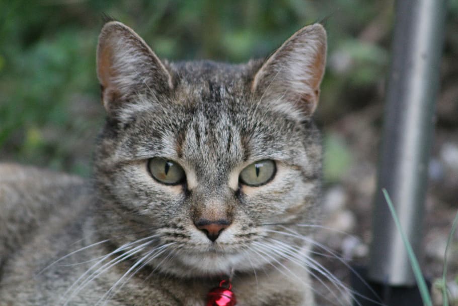 cat face, curious, sweet, animal themes, one animal, mammal HD wallpaper