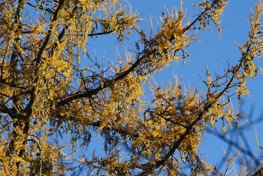 larch, tree, yellow, sky, blue, plant, low angle view, beauty in nature HD wallpaper