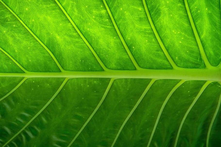 Closeup shot of a tree leaf texture, nature, abstract, natural, HD wallpaper