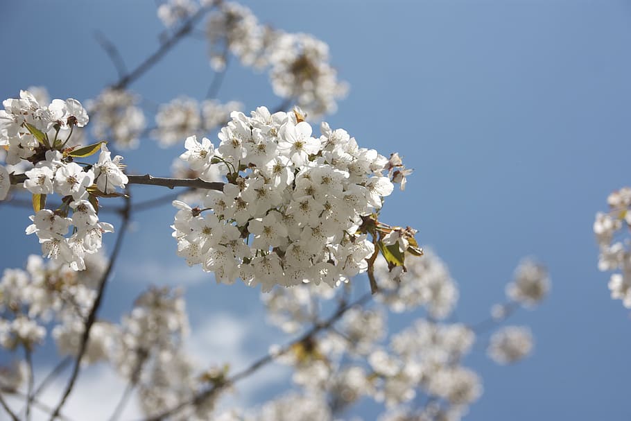 cherry, bloom, blossom, white, spring, tree, flower, nature HD wallpaper