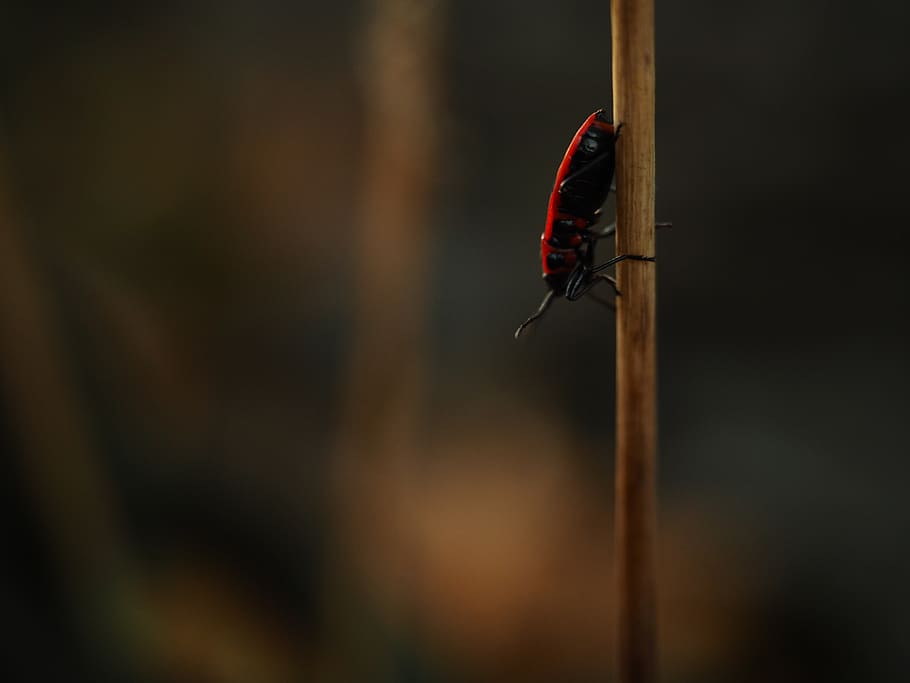 nature, summer, insect, grass, animal themes, animals in the wild HD wallpaper