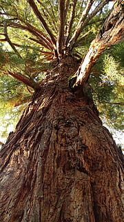tree, log, sequoia, wood, tree bark, shadow, tribe, nature HD wallpaper