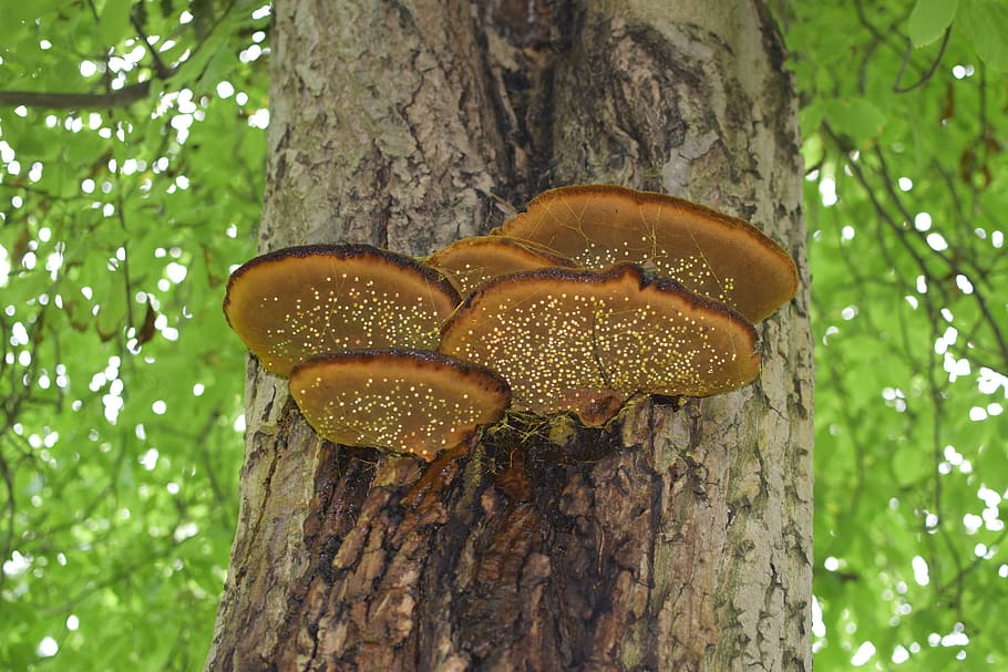 tree fungus, drip, leaves, green, nature, baumschwamm, forest plant HD wallpaper