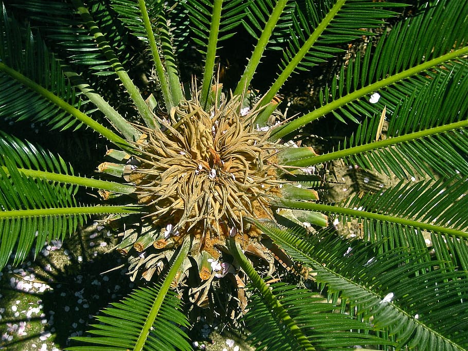 cycads, fern, male inflorescence, palm tree, plant, growth