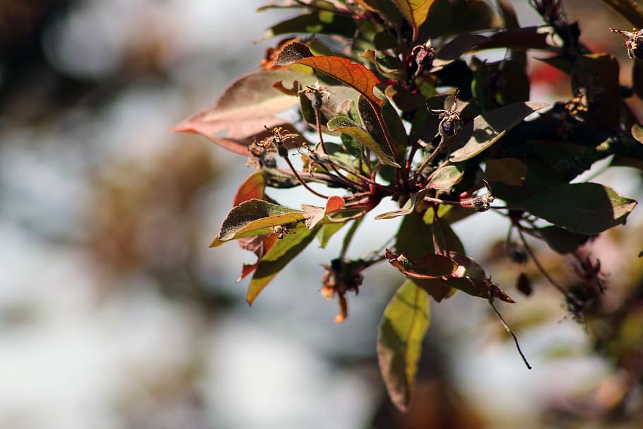 spring, tree, macro, details, foliage, flower, flowers, nature HD wallpaper