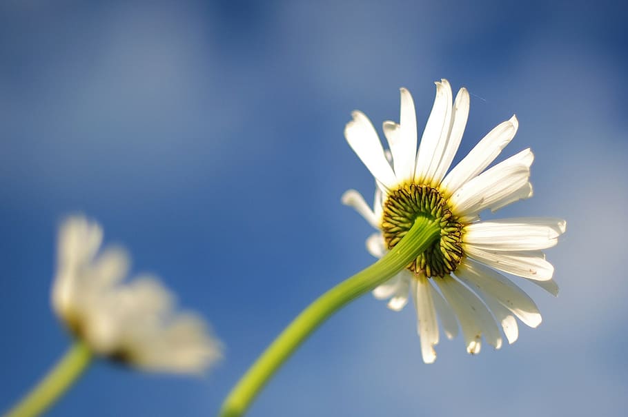 low-angle photography of white daisy flower, blue, bloom, colorful HD wallpaper