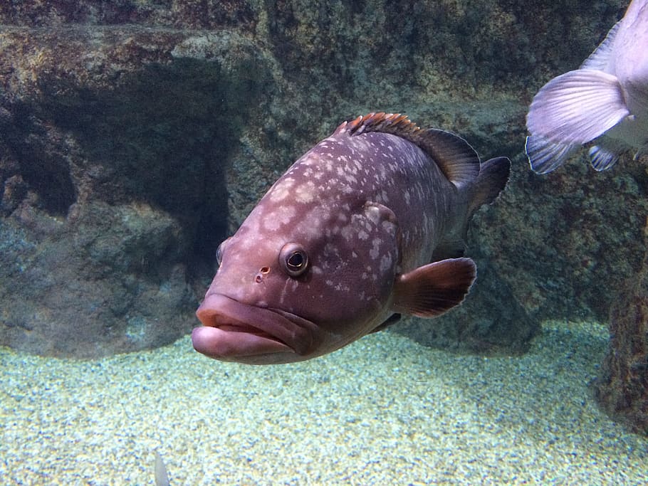 Fish, Aquarium, red, animal themes, animals in the wild, underwater HD wallpaper