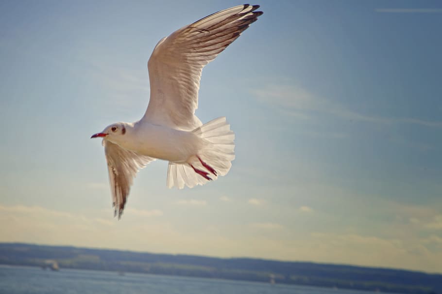 white bird flying above water, gull, lake, lake constance, seagull HD wallpaper