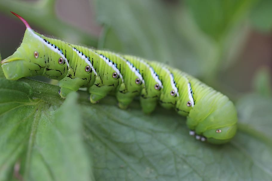 Caterpillar, Nature, Symmetry, green, insect, garden, green color, HD wallpaper
