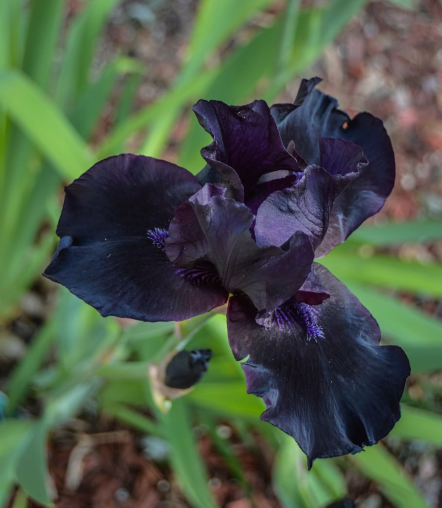 black, purple, iris, spring, flower, full bloom iris, top view HD wallpaper