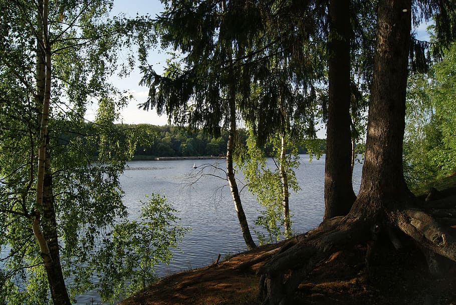pestovo reservoir, tishkovo, moscow region, beach, birch, trees, HD wallpaper