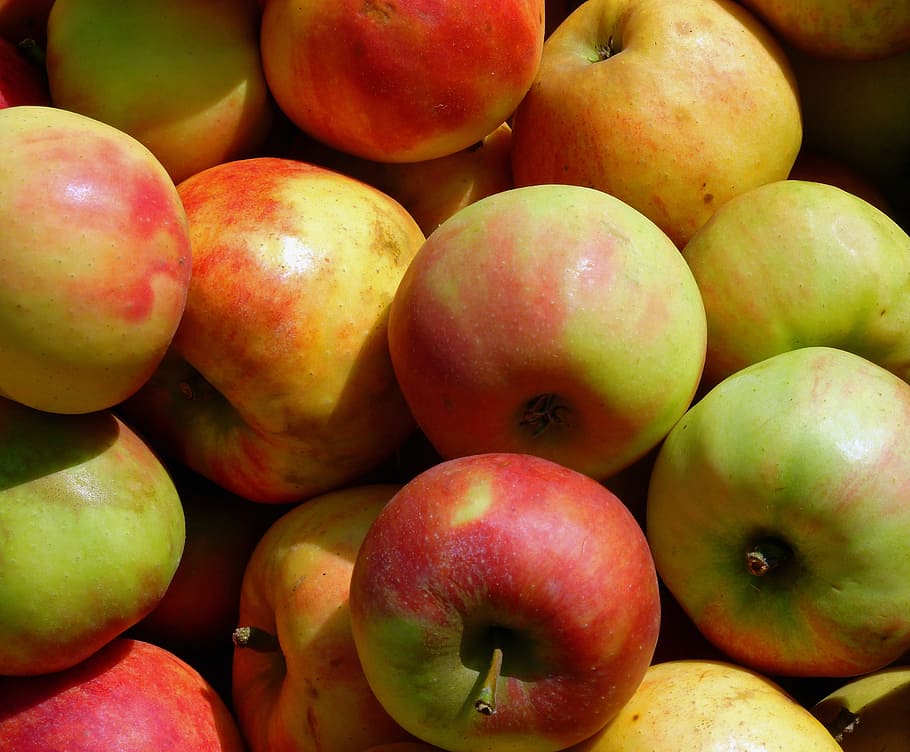 apple, apple tree, trees, leaves, boskop, harvest, fruits, healthy HD wallpaper