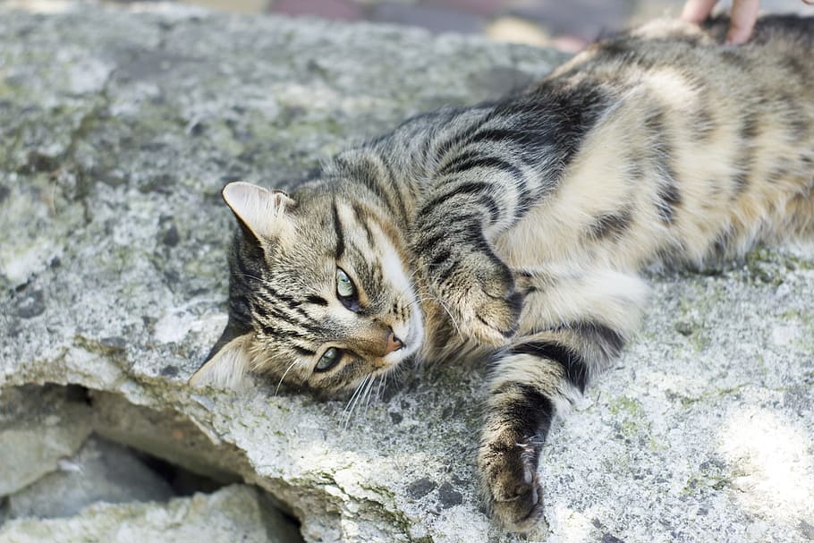 cat, cats, animals, pet, cat looking, fluffy cat, grey cat HD wallpaper