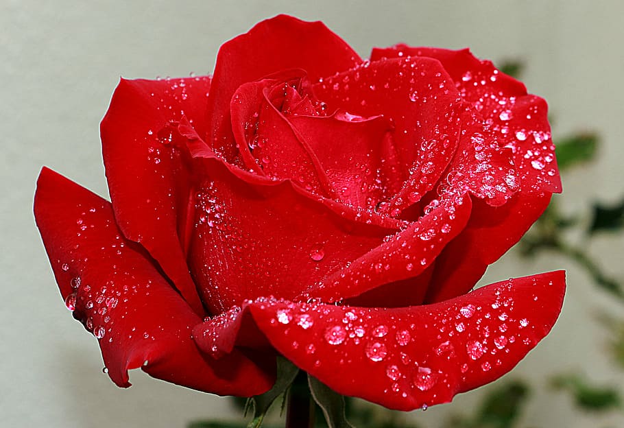 macro photography of red rose, rosa, red roses, garden, flower HD wallpaper