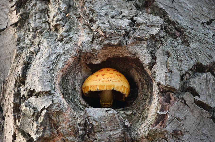 brown mushroom close-up photo during daytime, tree, aug, natural, HD wallpaper