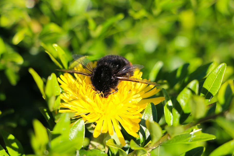 insect, hummel, wing, flower, dandelion, yellow, flowering plant HD wallpaper