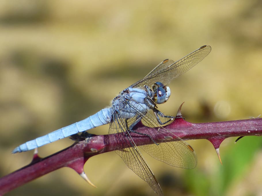 Orthetrum Coerulescens, Blue Dragonfly, thorns, blackberry, wetland, HD wallpaper