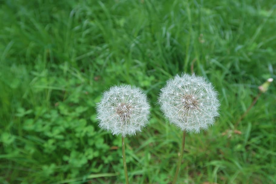 dandelion, grass, meadow, spring, plant, pointed flower, flowering plant HD wallpaper