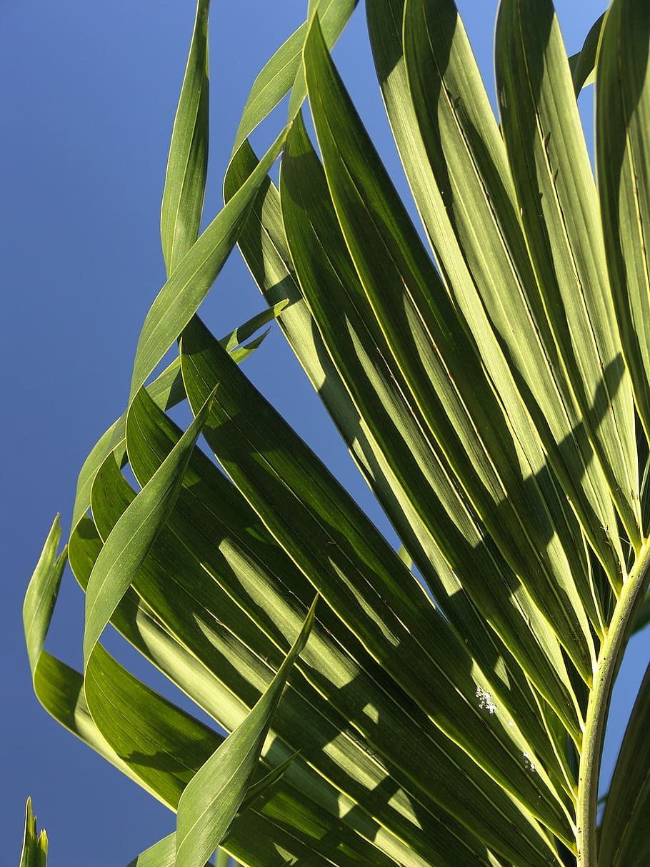 green palm leaves, frond, leaf, exotic, palm tree, palm fronds HD wallpaper