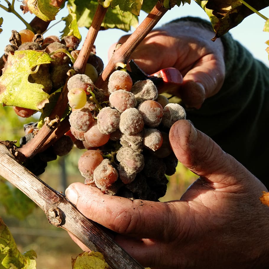 grape, hands, vintage, cérons, bordeaux, pf, food and drink HD wallpaper