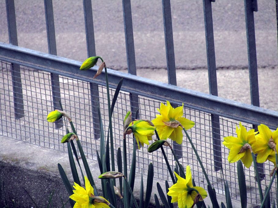 fence, plant, nature, yellow, flowering plant, day, leaf, no people