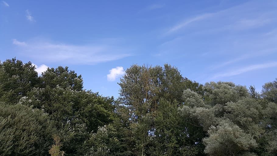 trees, landscape, sky, clouds, nature, park, outdoor, green HD wallpaper