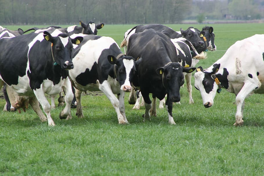 Cows, Grass, Spring, cattle, livestock, farm, ranch, domestic animals HD wallpaper