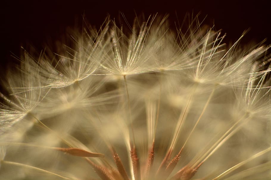 Dandelion, Macro, Foreground, dandelion seed, flower, softness HD wallpaper