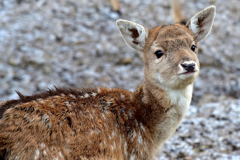 focus photography of brown animal, Deer, Puppy, Fawn, Bambi, Gray, HD wallpaper