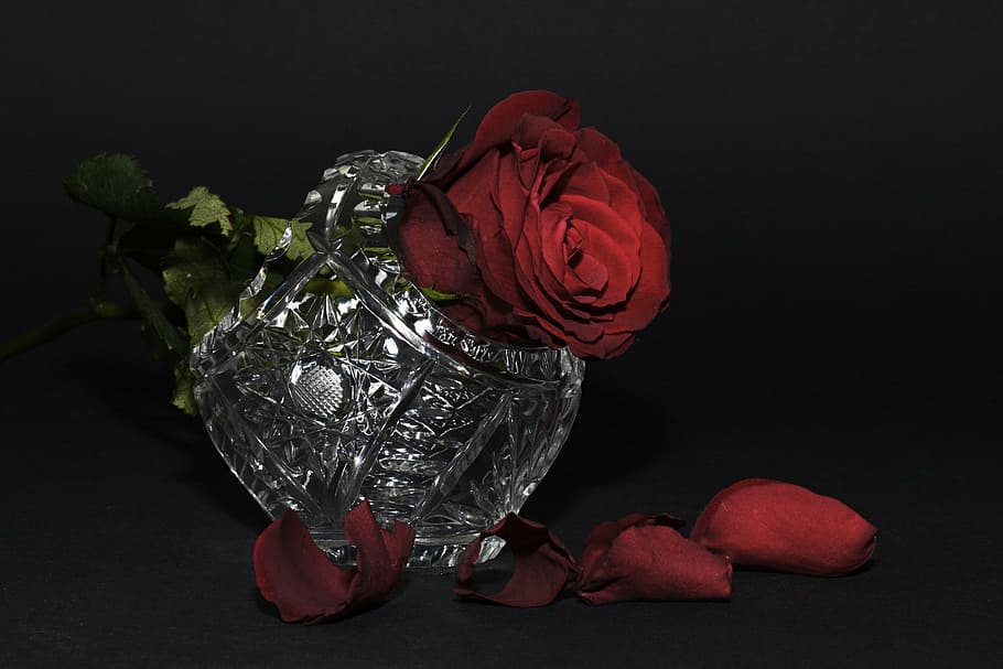 red rose and petals, rose petals, crystal basket, glass, flower, HD wallpaper