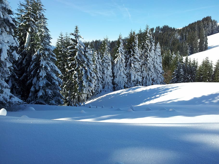 Wintry, Winter, Alpine, Forest, Snow, schee shoe hikes, zugerbergbahn HD wallpaper