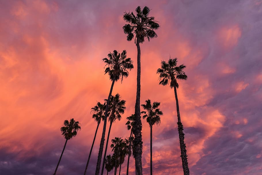 silhouette of palm trees under cloudy sky, plants, nature, environment HD wallpaper