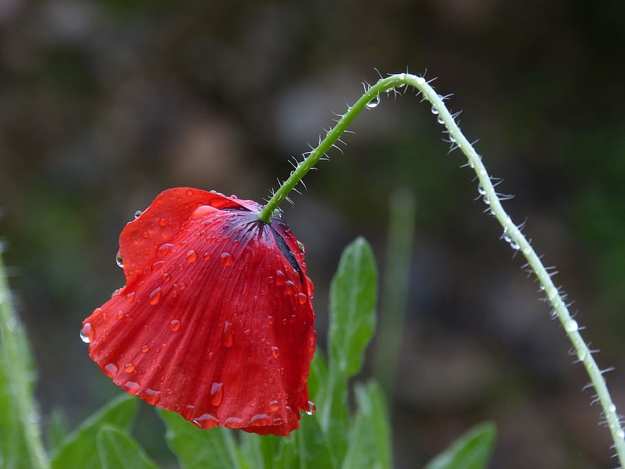 poppy, wet, rain, drops, ababol, plant, growth, red, focus on foreground, HD wallpaper