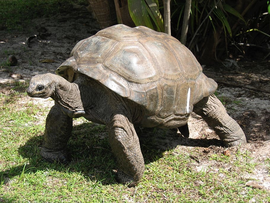 brown tortoise, giant, old, shell, endangered, reptile, wildlife, HD wallpaper
