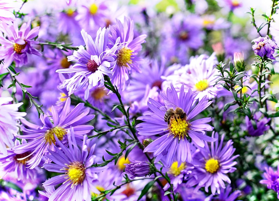 herbstastern, aster dumosus, asters, composites, flower, blossom HD wallpaper