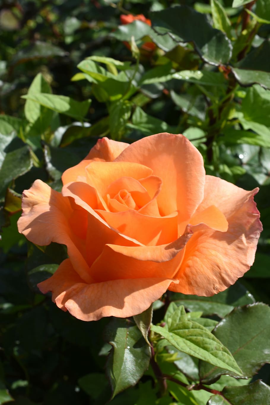 Affix, Orange, Hangang Park, rose, may, flower, rose - flower HD wallpaper