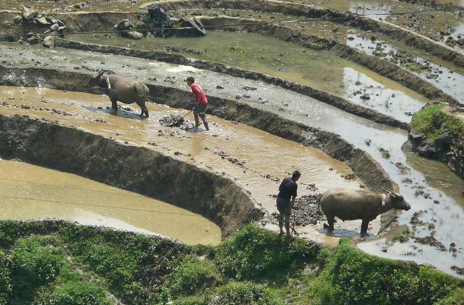 Rice Fields, Mud, Bullocks, Vietnam, nature, farm, traditional HD wallpaper