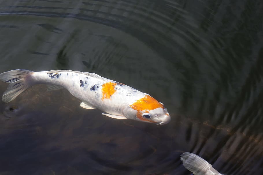white and orange fish, brocade carp, koi, swim, pond, water HD wallpaper