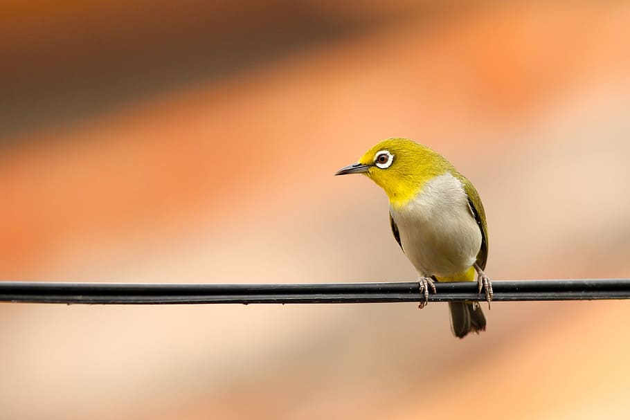 bird on cable, animal, macro, perched, plumage, vertebrate HD wallpaper