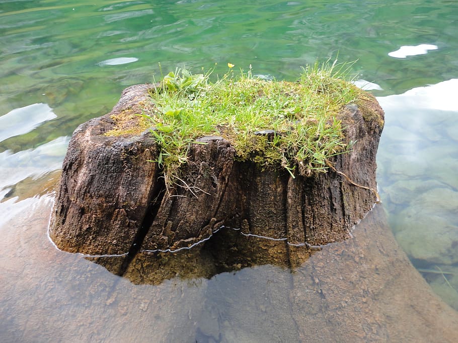 tree, tree stump, tribe, old, wood, tree trunk, decay, green HD wallpaper