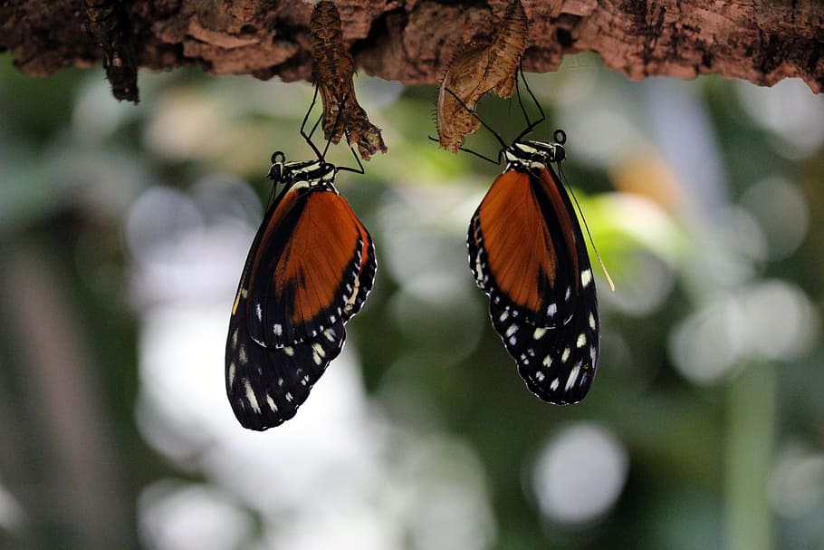 photography of two butterflies, butterfly, orange, insect, close HD wallpaper