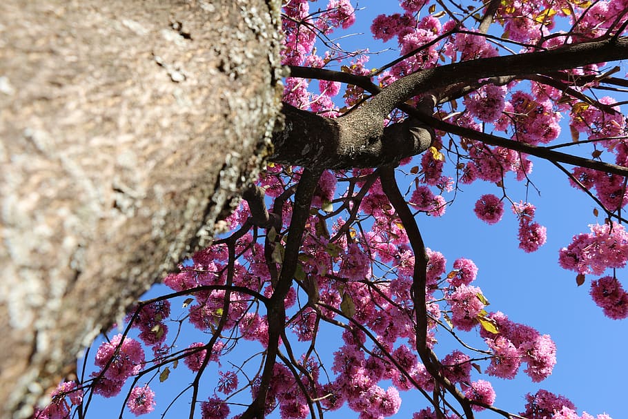 trees, pink, blossom, plant, branch, low angle view, flower HD wallpaper