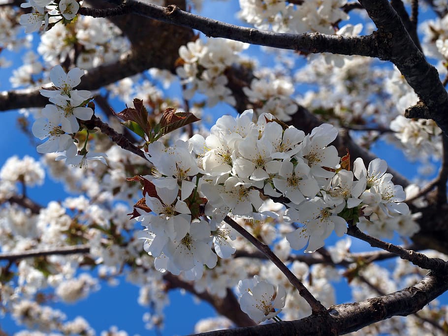 cherry, cherry blossom, flowering, flower cherry, spring, tree HD wallpaper