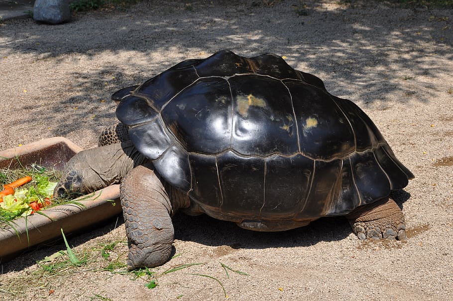 giant tortoise, turtle, eat, animals, reptile, animal themes HD wallpaper