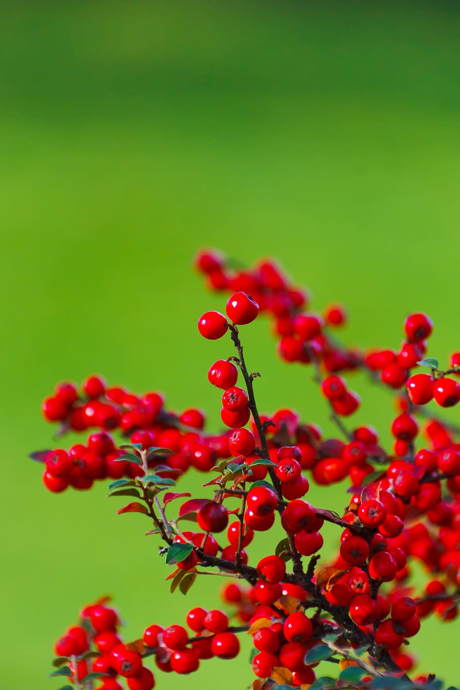 Berries, Berry, Bunch, Background, green, garden, plant, red HD wallpaper