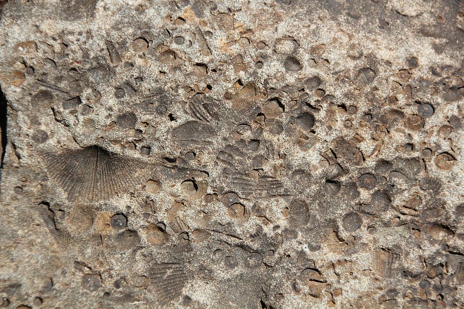 fossil, stone, rock, texture, natural, pattern, old, fossilized HD wallpaper