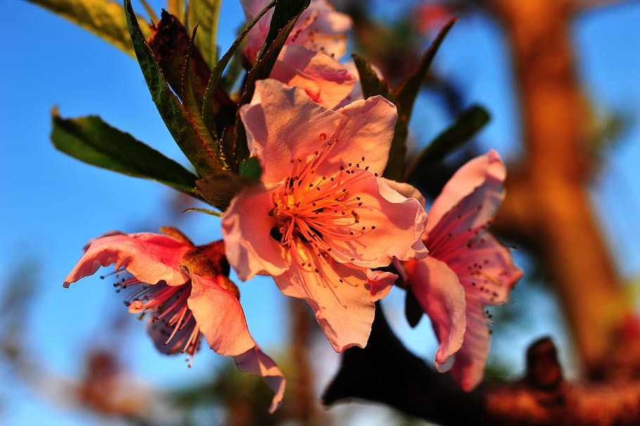 Macro, Bloom, Spring, Sunset, Peach Tree, macro photography HD wallpaper