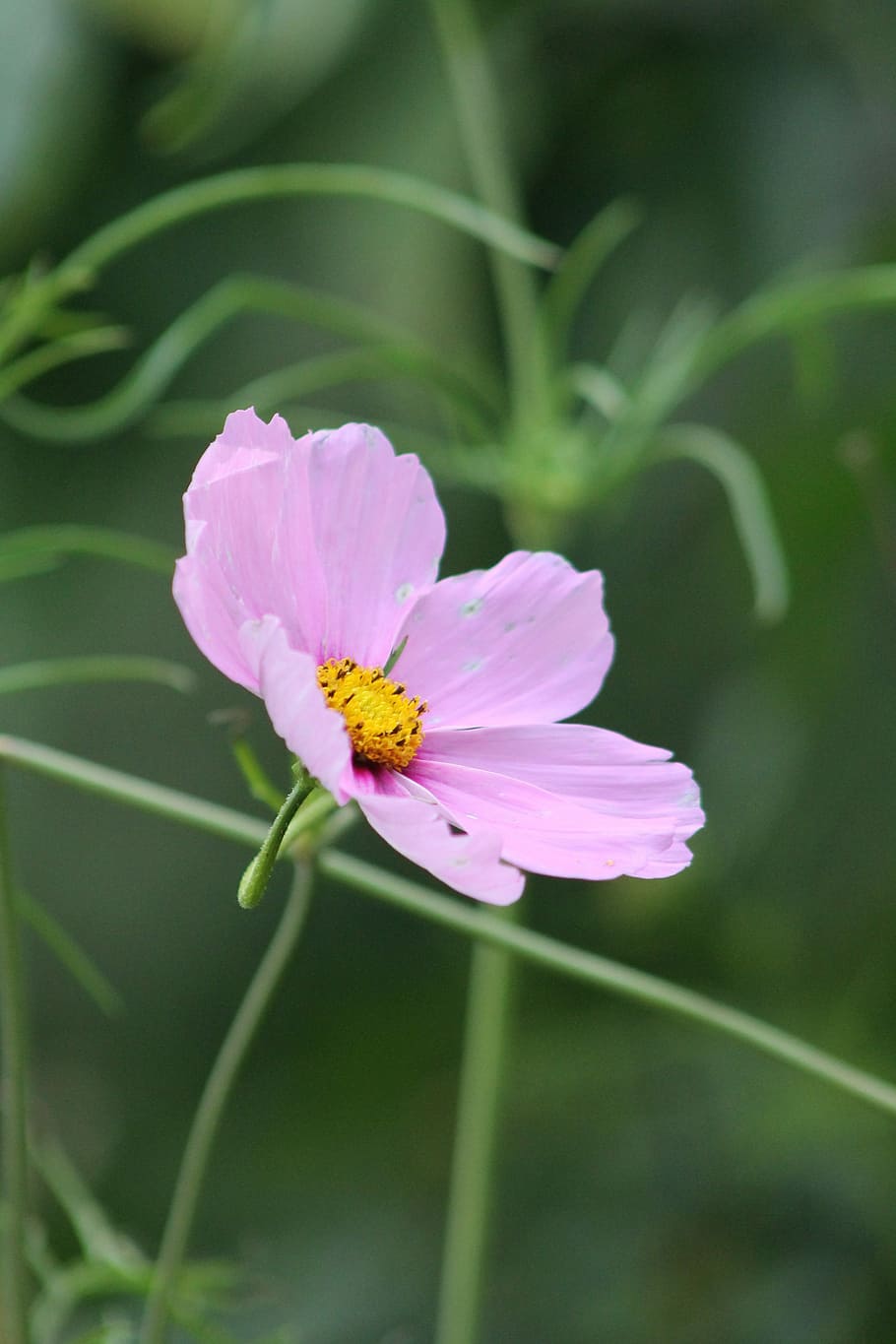 Flower, Spring, Natural, Nature, Beauty, plants, garden, floral HD wallpaper